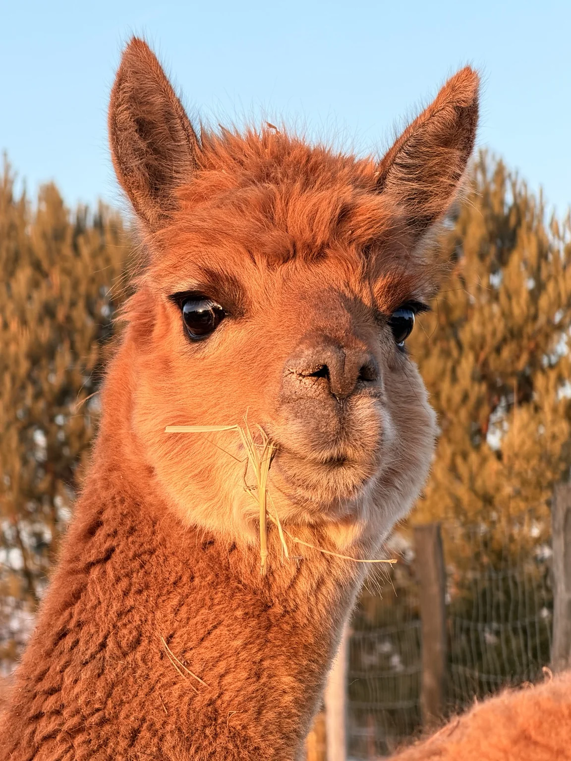 Kikki